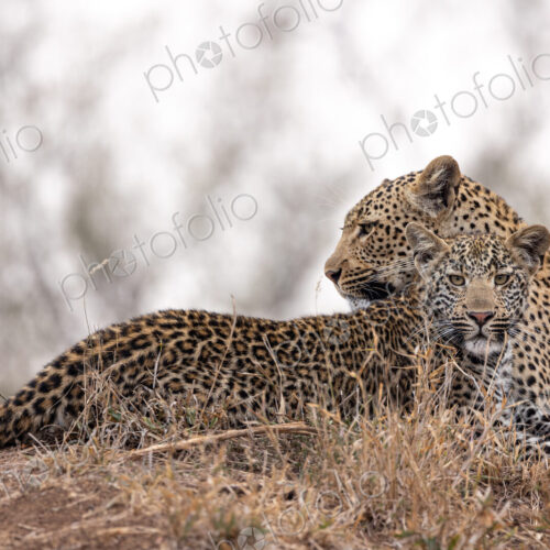 A female leopard and her cub, Panthera pardus, lying together. A female leopard and her cub, Panthera pardus, lying together.