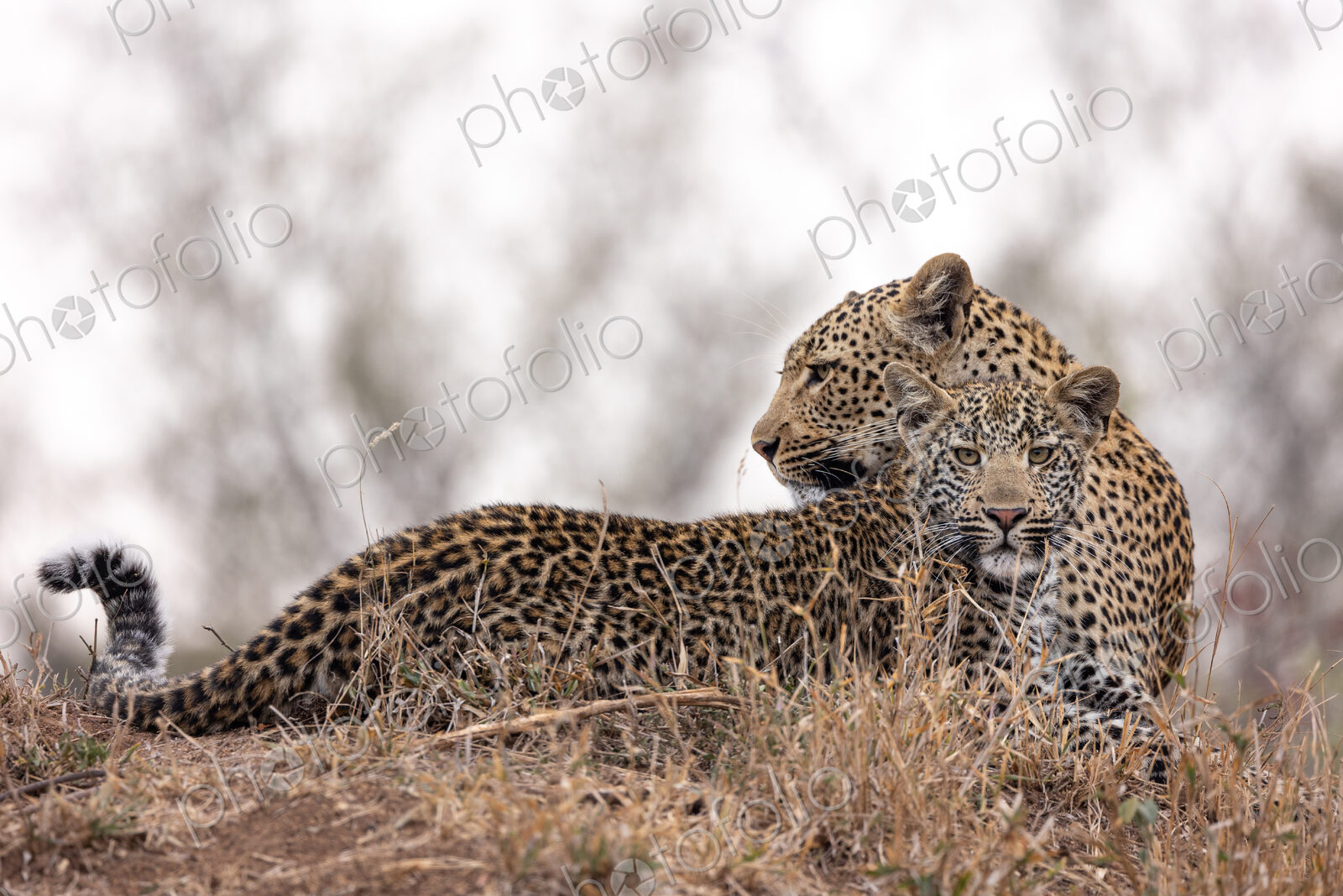 A female leopard and her cub, Panthera pardus, lying together.