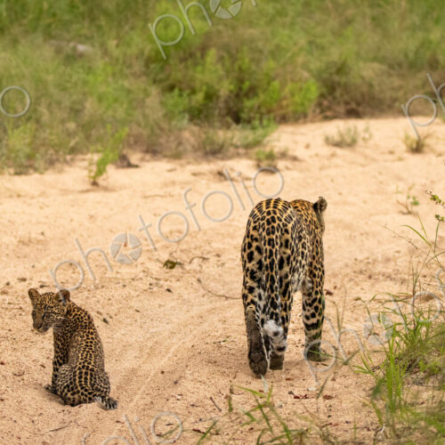 A female leopard walking with cub, Panthera pardus. A female leopard walking with cub, Panthera pardus.