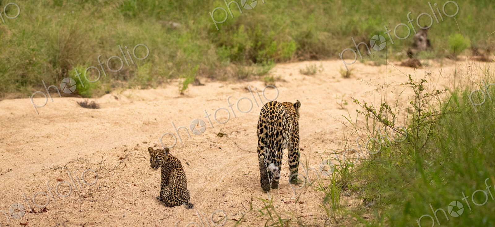 A female leopard walking with cub, Panthera pardus.