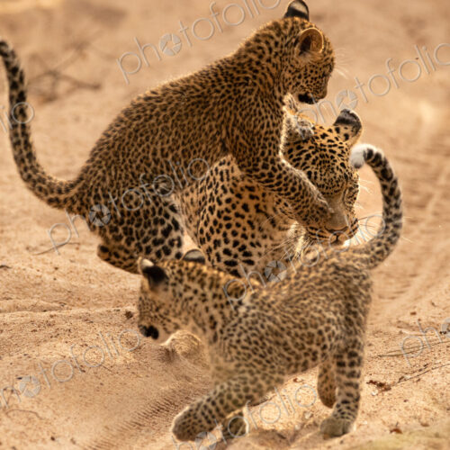 A female leopard with cubs, Panthera pardus. A female leopard with cubs, Panthera pardus.
