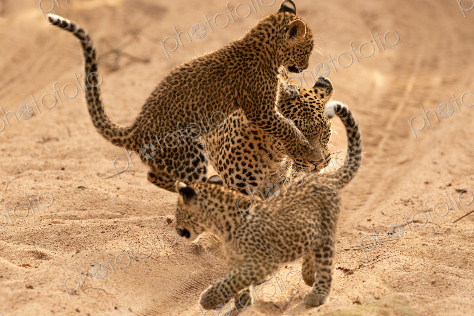 A female leopard with cubs, Panthera pardus.