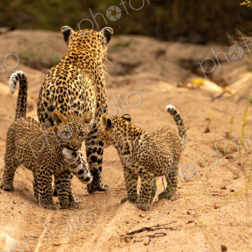 A female leopard with cubs, Panthera pardus. A female leopard with cubs, Panthera pardus.