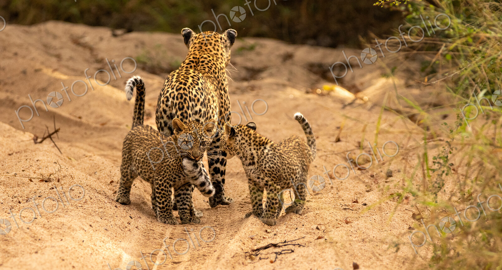 A female leopard with cubs, Panthera pardus.