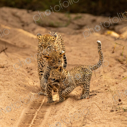 A female leopard with cubs, Panthera pardus. A female leopard with cubs, Panthera pardus.
