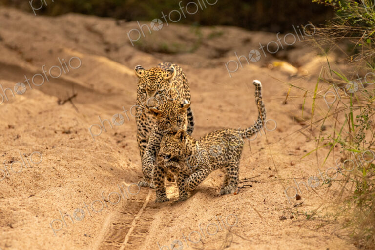 A female leopard with cubs, Panthera pardus.