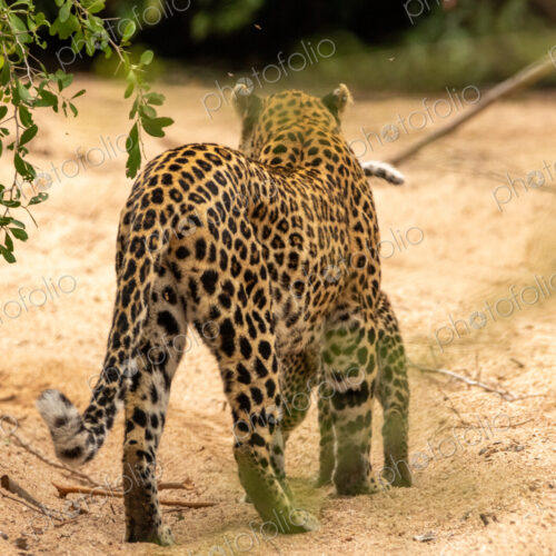 A female leopard with cubs, Panthera pardus. A female leopard with cubs, Panthera pardus.