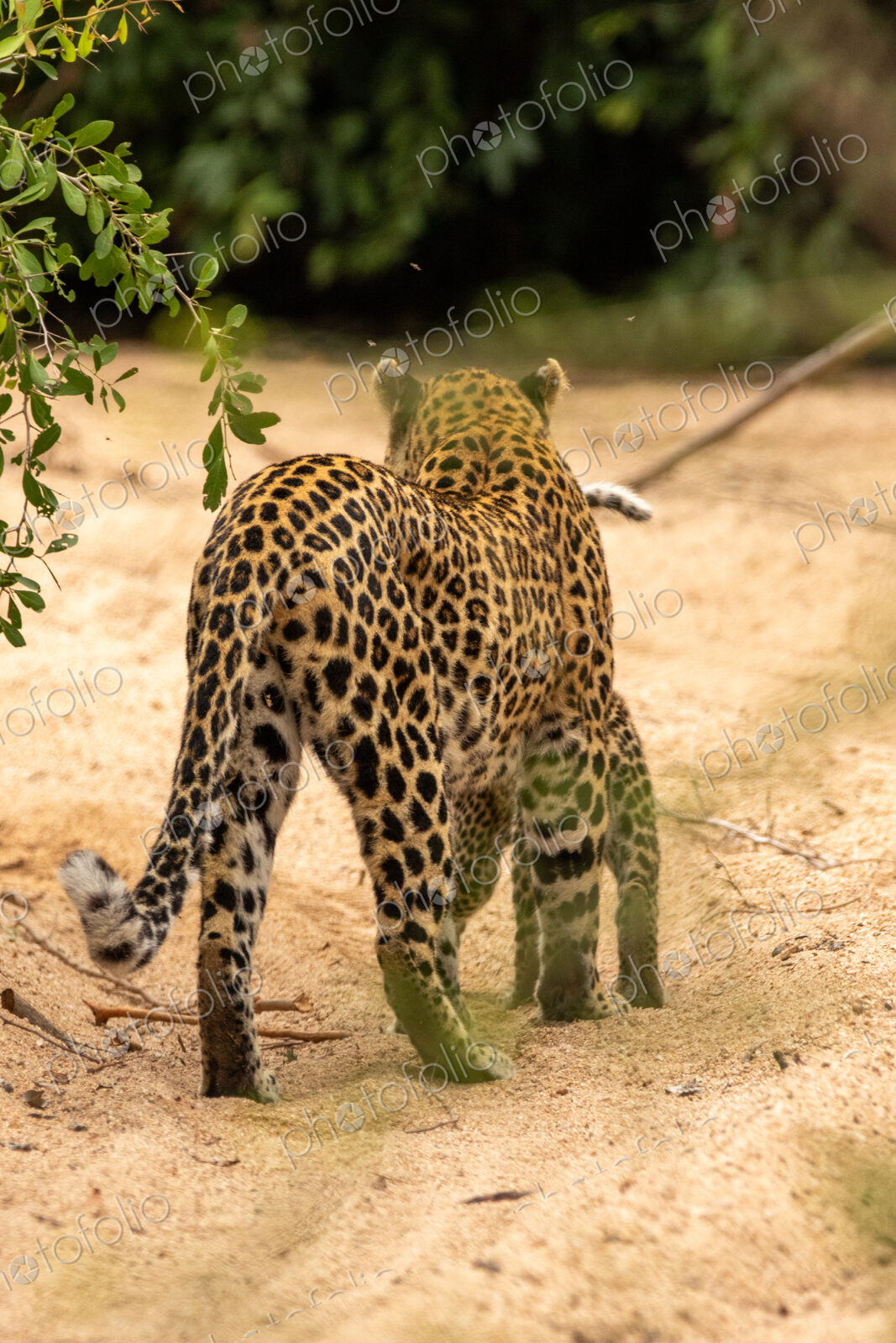 A female leopard with cubs, Panthera pardus.