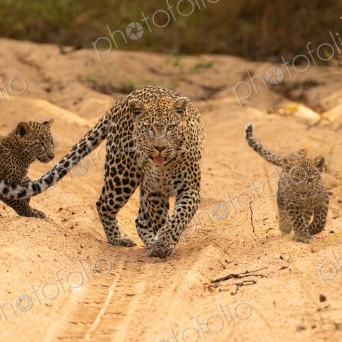 A female leopard with cubs, Panthera pardus. A female leopard with cubs, Panthera pardus.