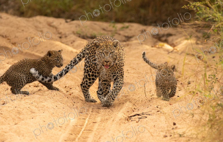 A female leopard with cubs, Panthera pardus.
