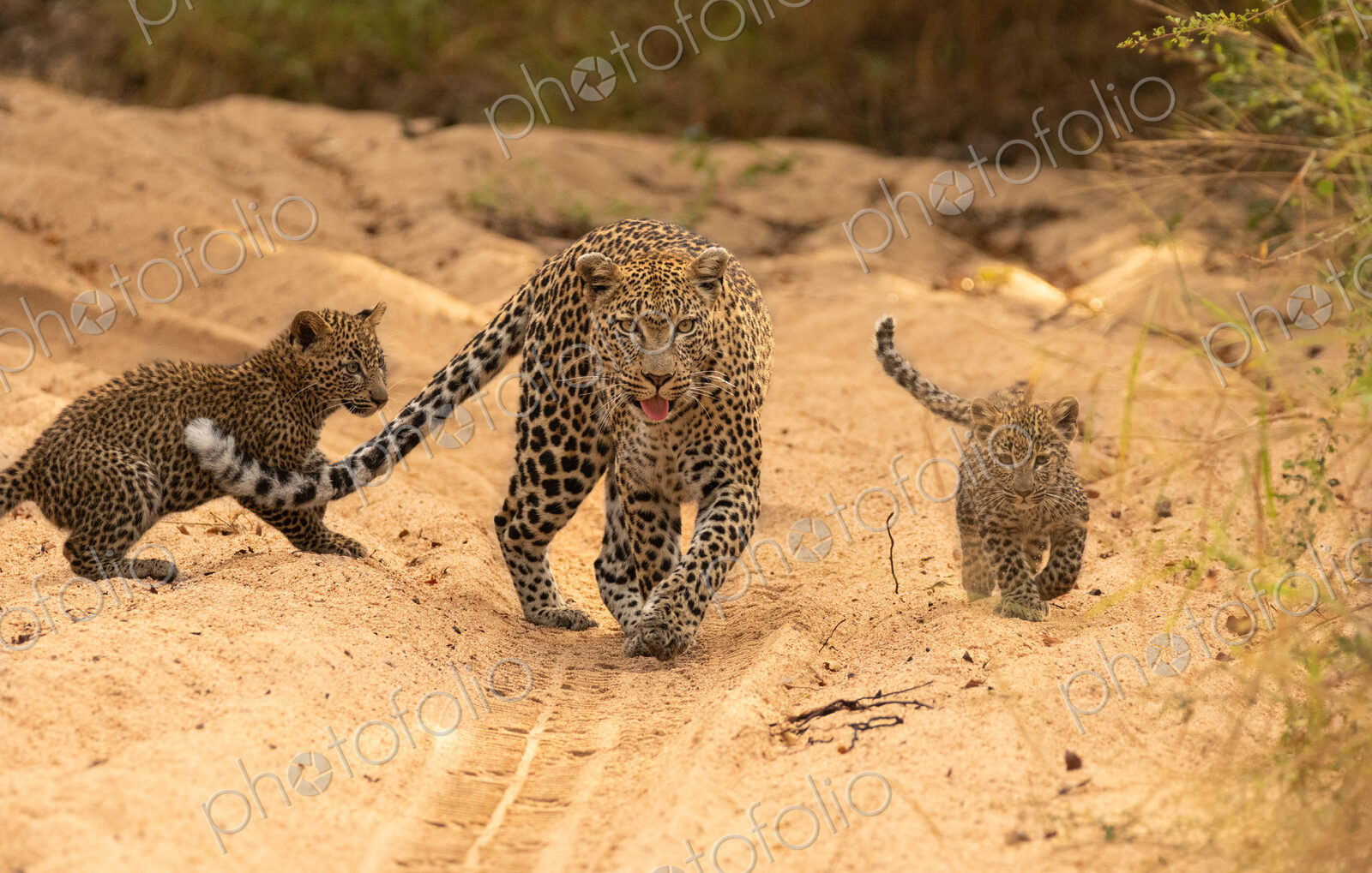 A female leopard with cubs, Panthera pardus.