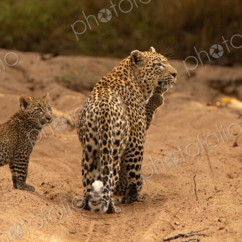 A female leopard with cubs, Panthera pardus. A female leopard with cubs, Panthera pardus.