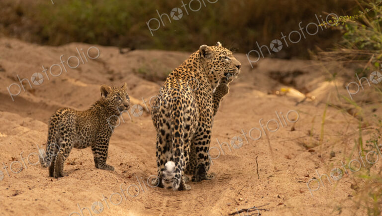 A female leopard with cubs, Panthera pardus.