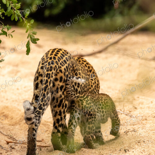 A female leopard with cubs, Panthera pardus. A female leopard with cubs, Panthera pardus.