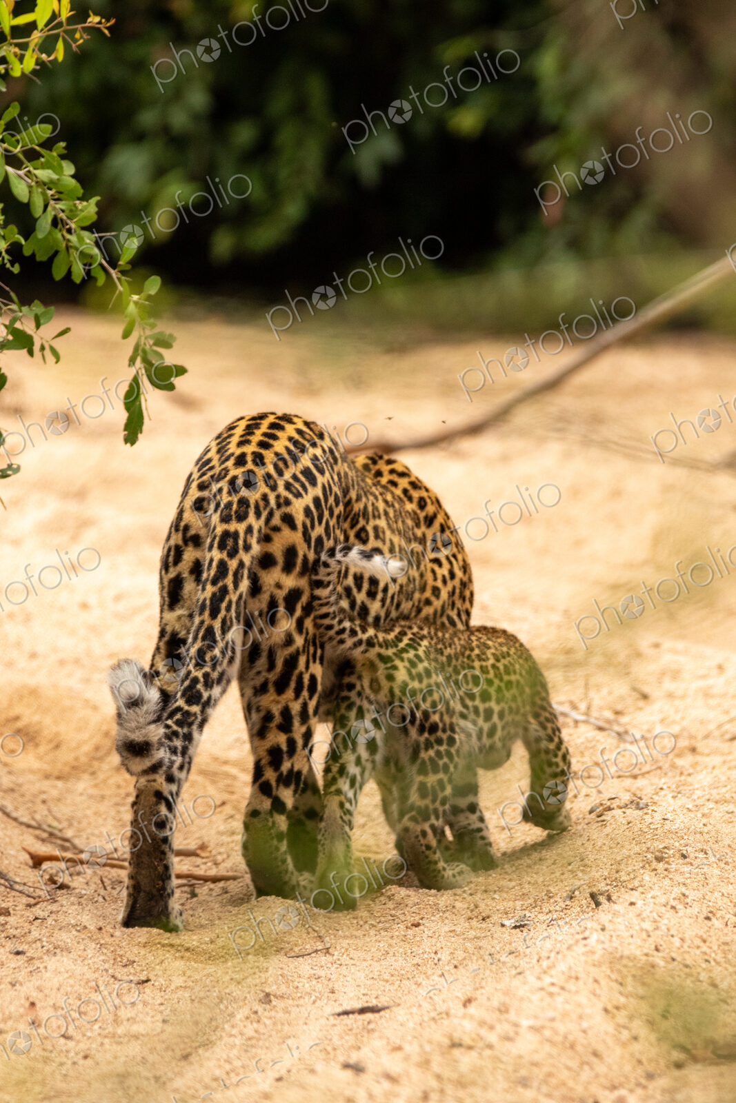 A female leopard with cubs, Panthera pardus.