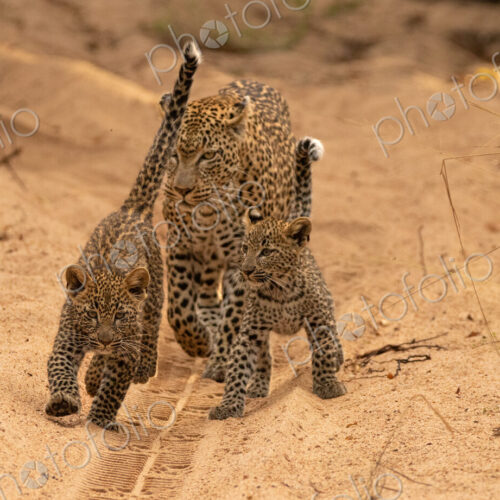 A female leopard with cubs, Panthera pardus. A female leopard with cubs, Panthera pardus.