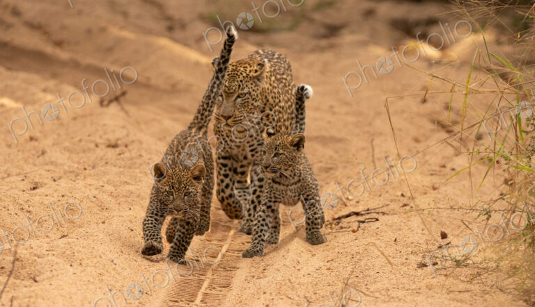 A female leopard with cubs, Panthera pardus.