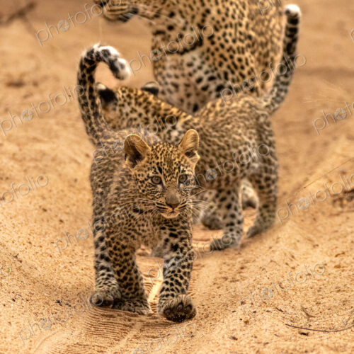 A female leopard with cubs, Panthera pardus. A female leopard with cubs, Panthera pardus.