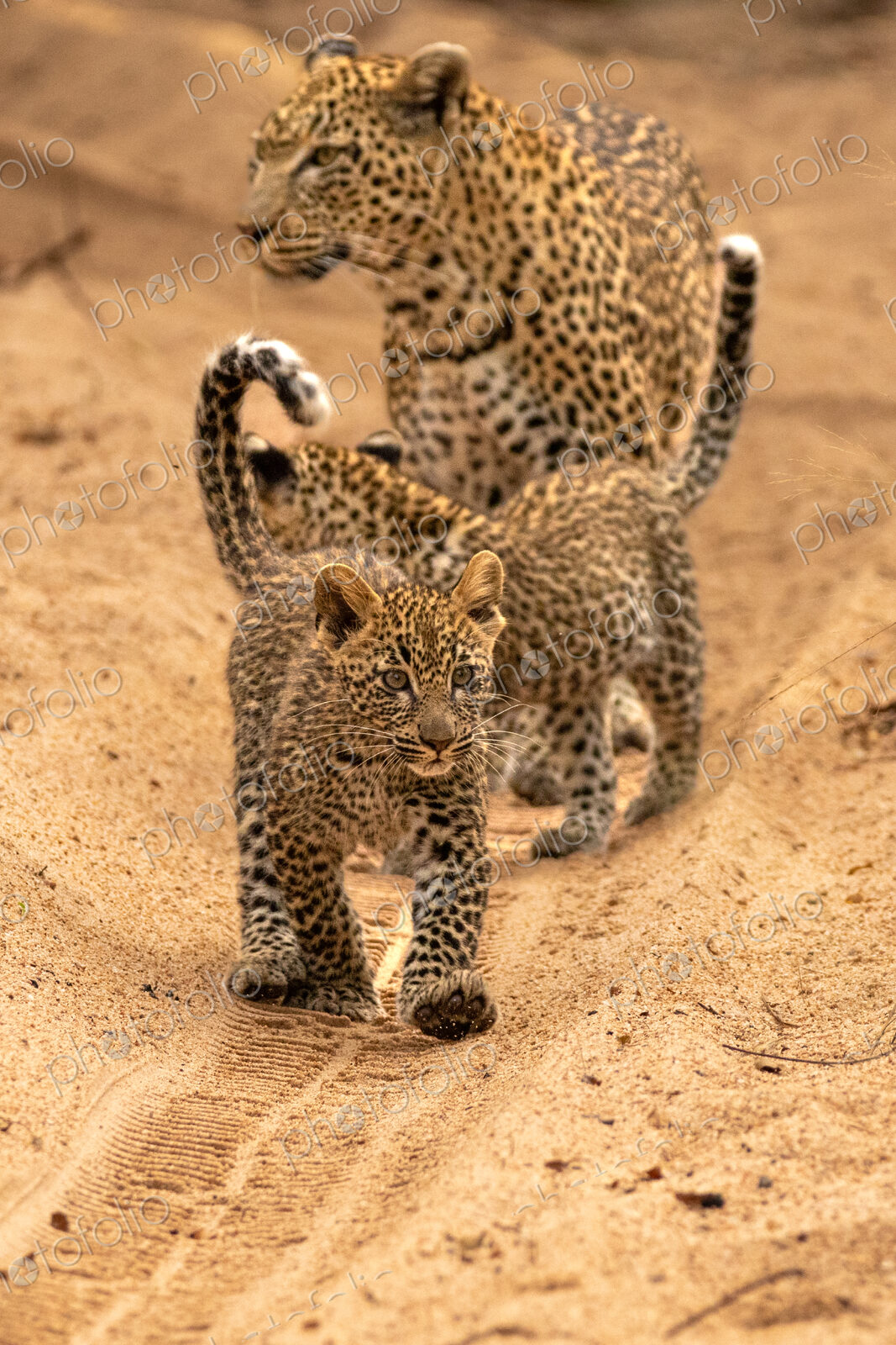 A female leopard with cubs, Panthera pardus.