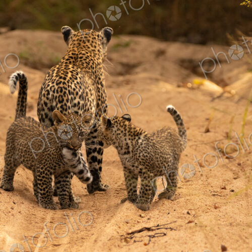 A female leopard with cubs, Panthera pardus. A female leopard with cubs, Panthera pardus.