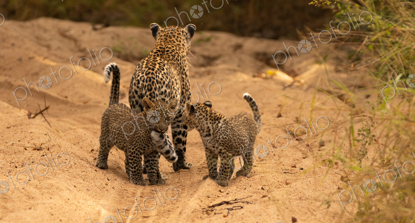 A female leopard with cubs, Panthera pardus.