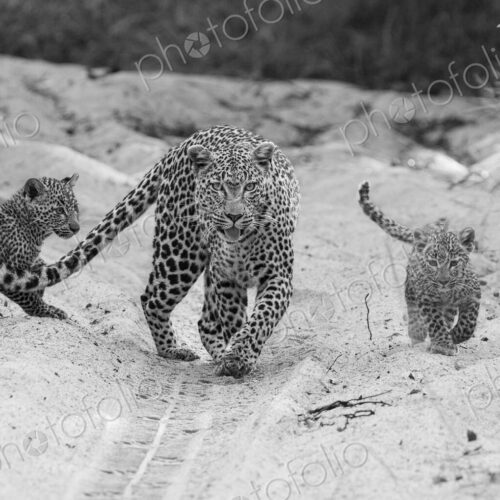 A female leopard with cubs, Panthera pardus, in black and white.