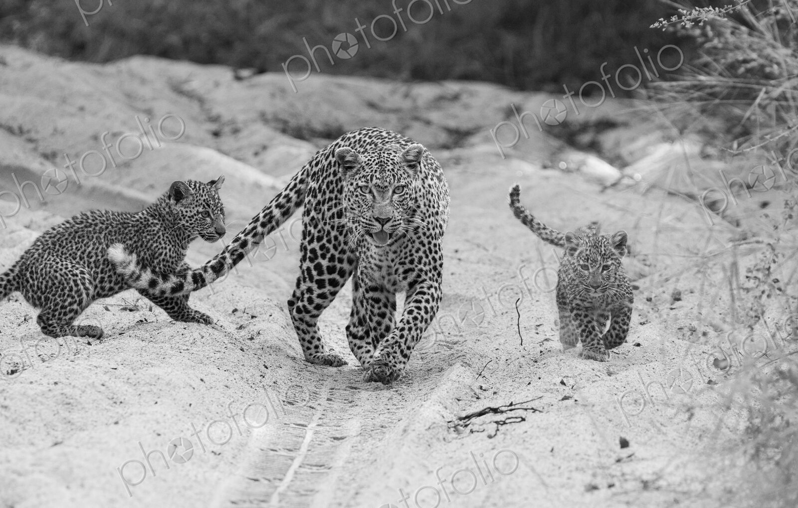 A female leopard with cubs, Panthera pardus, in black and white.