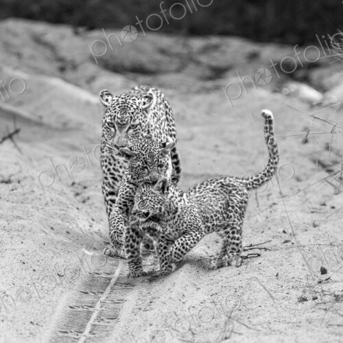A female leopard with cubs, Panthera pardus, in black and white. A female leopard with cubs, Panthera pardus, in black and white.