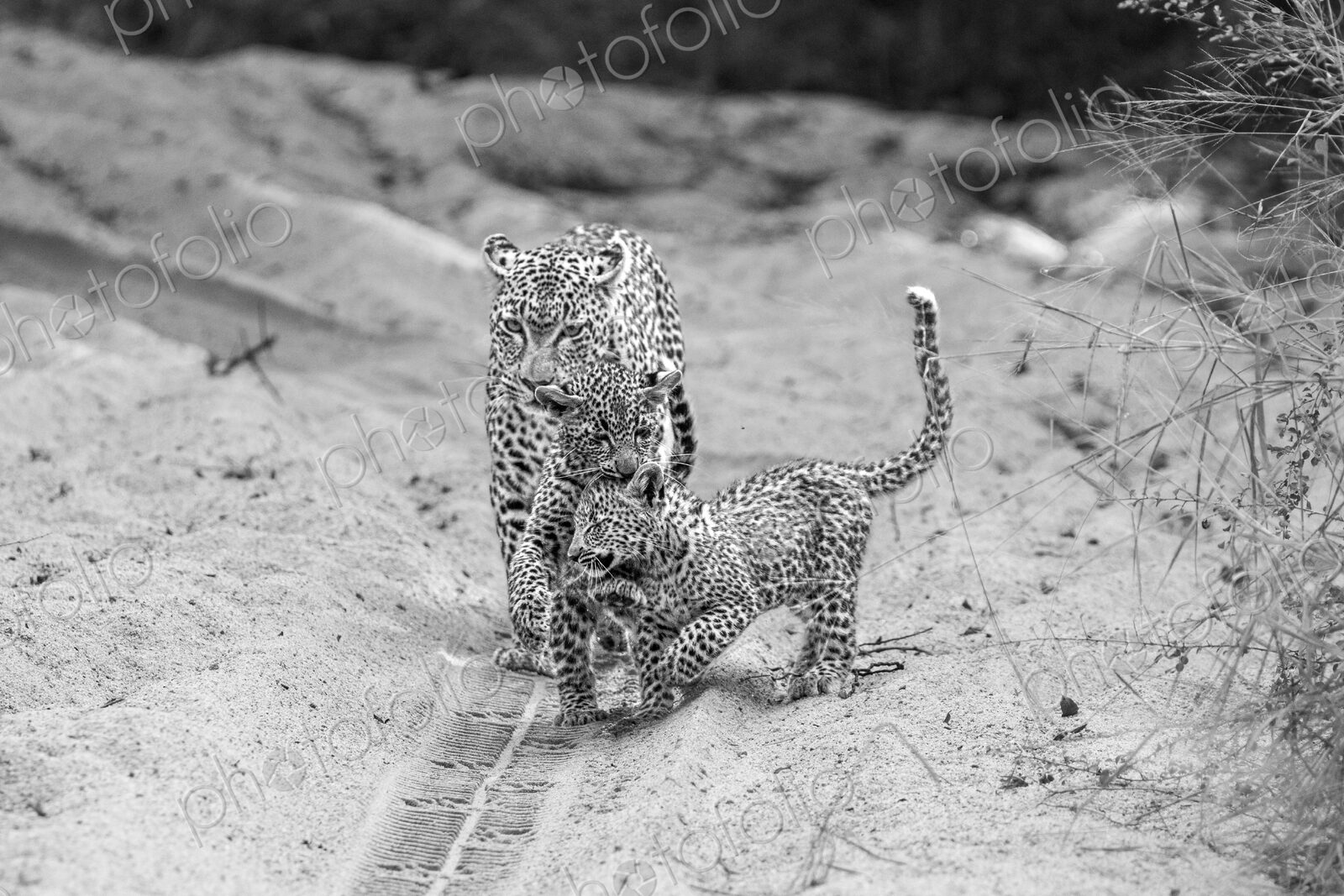 A female leopard with cubs, Panthera pardus, in black and white.