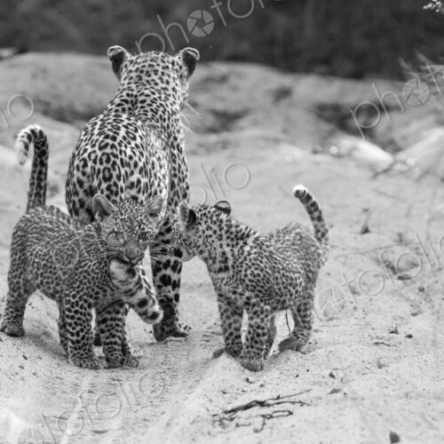 A female leopard with cubs, Panthera pardus, in black and white. A female leopard with cubs, Panthera pardus, in black and white.