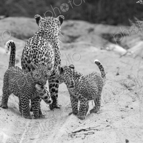 A female leopard with cubs, Panthera pardus, in black and white. A female leopard with cubs, Panthera pardus, in black and white.