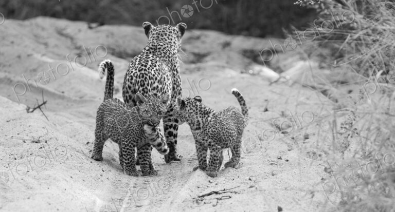 A female leopard with cubs, Panthera pardus, in black and white.