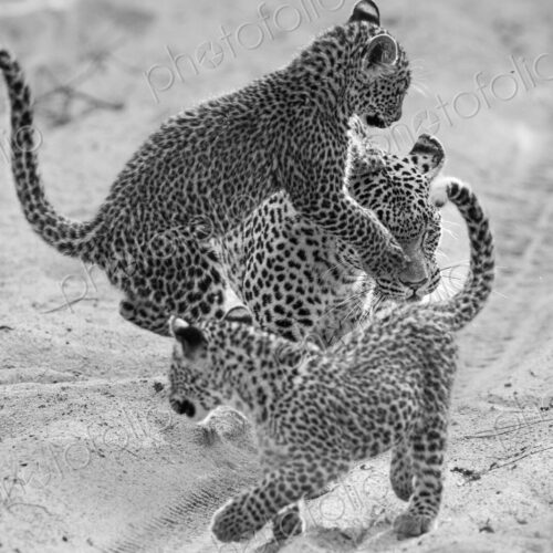 A female leopard with cubs, Panthera pardus, in black and white. A female leopard with cubs, Panthera pardus, in black and white.