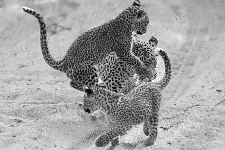 A female leopard with cubs, Panthera pardus, in black and white.