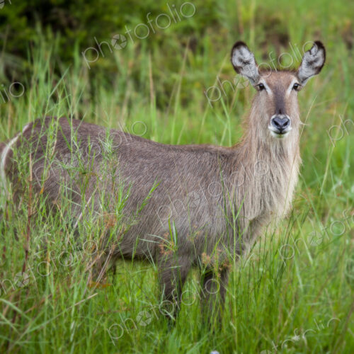 A female waterbuck, Kobus ellipsiprymnus, alert, standing in long green grass, ears…
