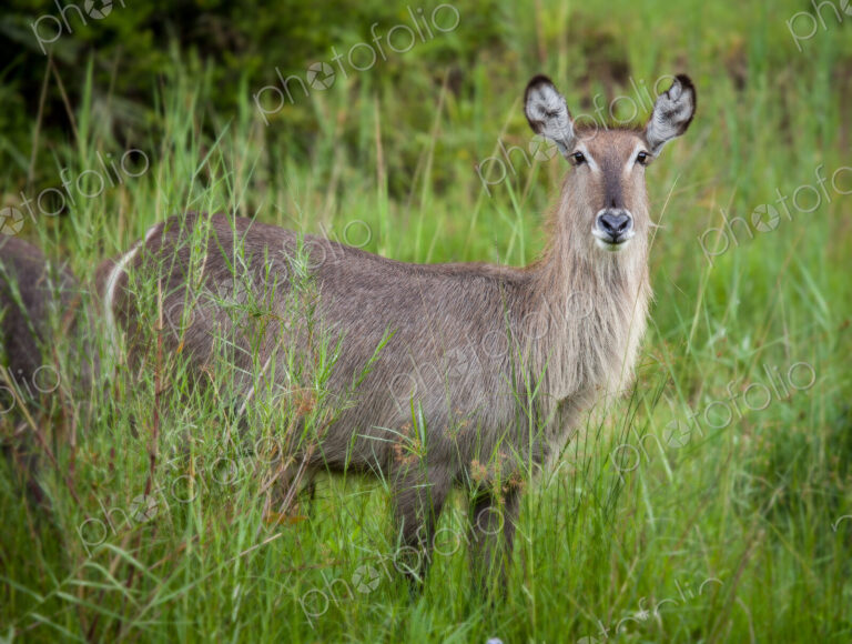 A female waterbuck, Kobus ellipsiprymnus, alert, standing in long green grass, ears…