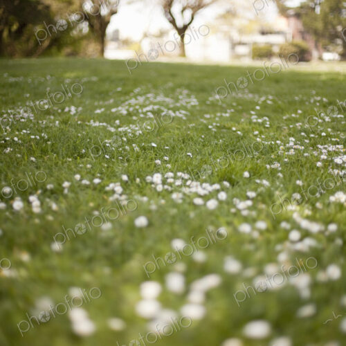 A field in spring. Green grass and white flowers, and trees in the distance.