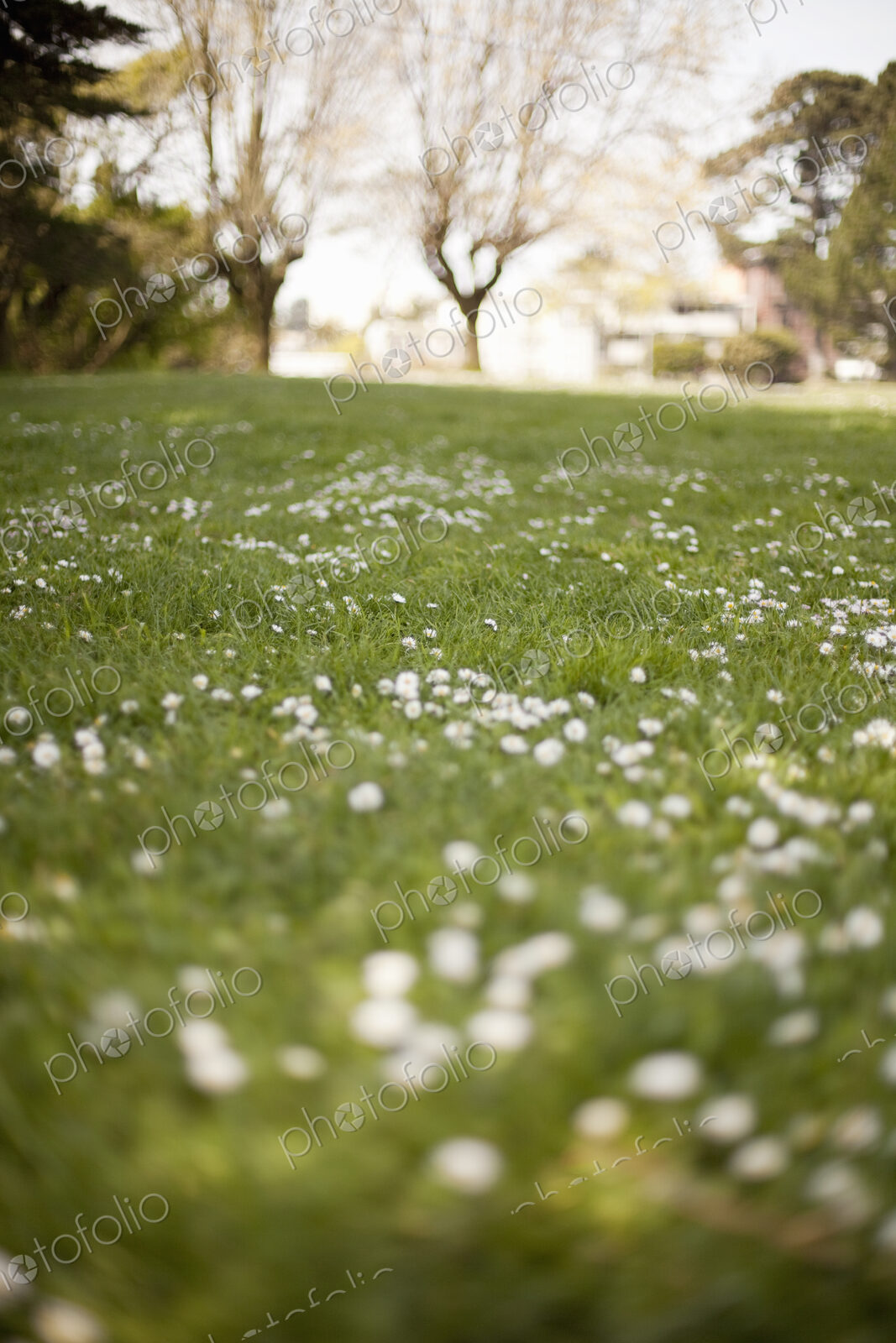 A field in spring. Green grass and white flowers, and trees in the distance.