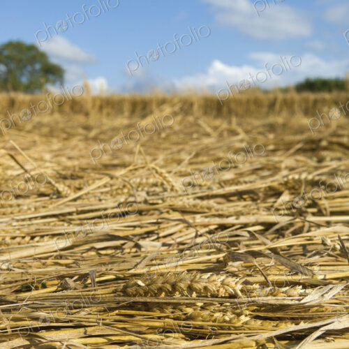 A field of cut straw and seedheads after the harvest of a ripe crop. A field of cut straw and seedheads after the harvest of a ripe crop.
