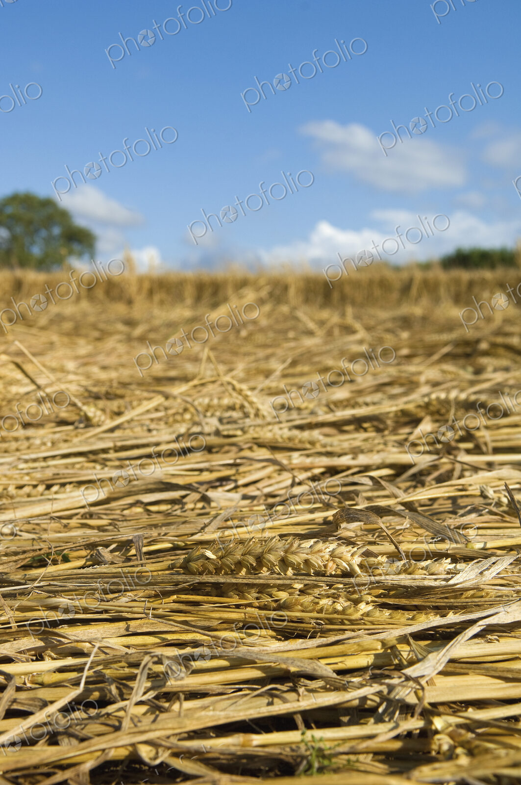 A field of cut straw and seedheads after the harvest of a ripe crop.
