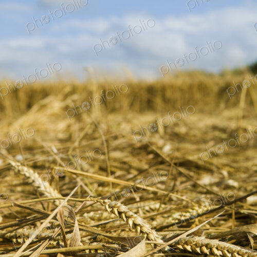 A field of cut straw and seedheads after the harvest of a ripe crop. A field of cut straw and seedheads after the harvest of a ripe crop.