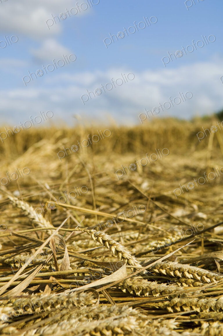 A field of cut straw and seedheads after the harvest of a ripe crop.