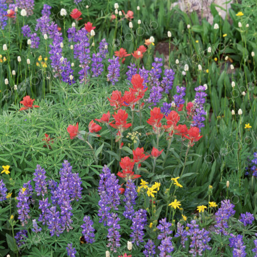 A field of mountain wildflowers, poppies and lupins in the Wasatch mountains. A field of mountain wildflowers, poppies and lupins in the Wasatch mountains.