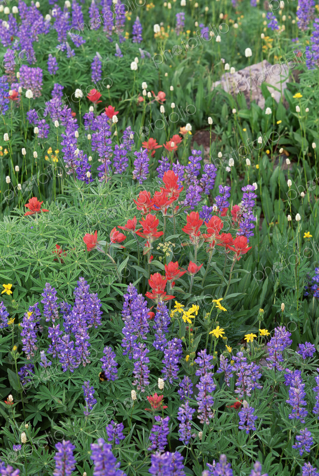 A field of mountain wildflowers, poppies and lupins in the Wasatch mountains.