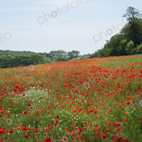 A field of red poppies flowering n the grass in a field. Summer. A field of red poppies flowering n the grass in a field. Summer.