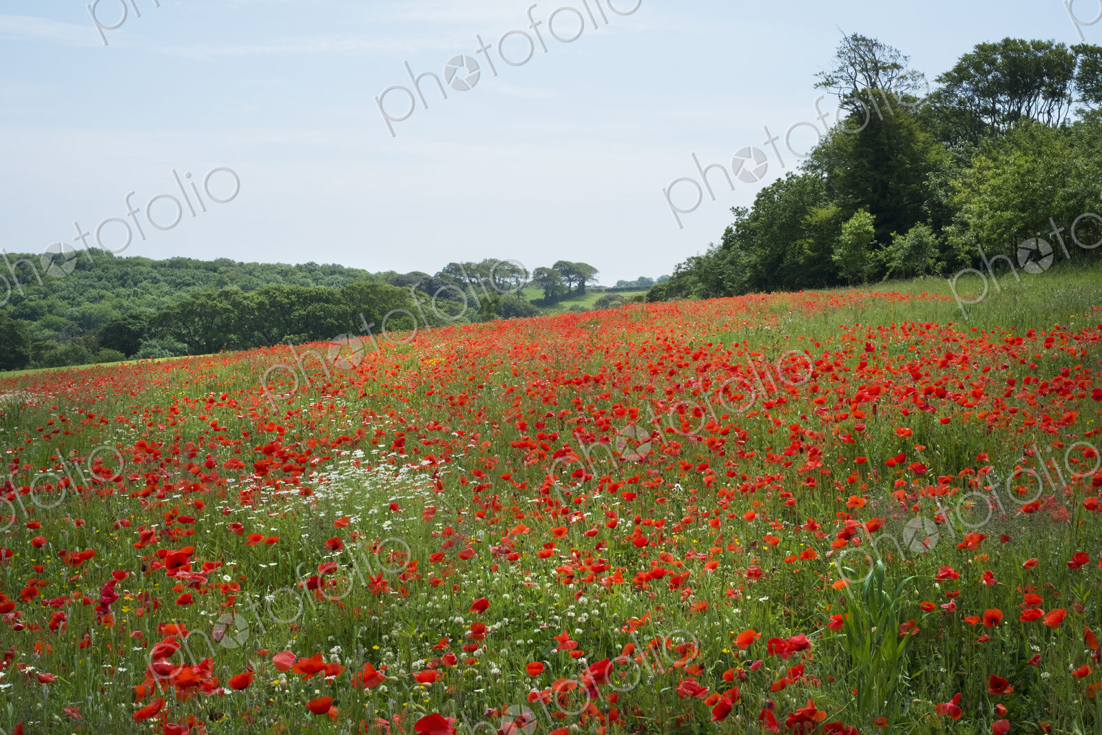 A field of red poppies flowering n the grass in a field. Summer.