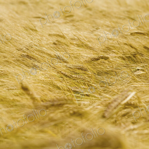 A field of ripe wheat or barley crops growing. A field of ripe wheat or barley crops growing.