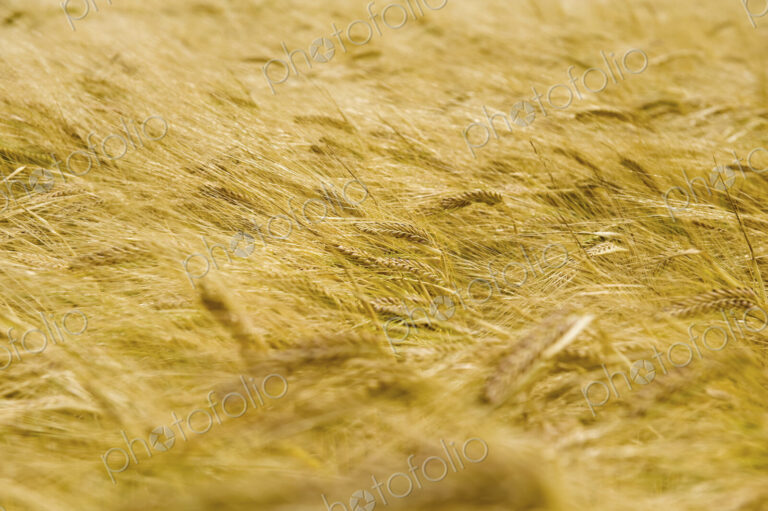 A field of ripe wheat or barley crops growing.