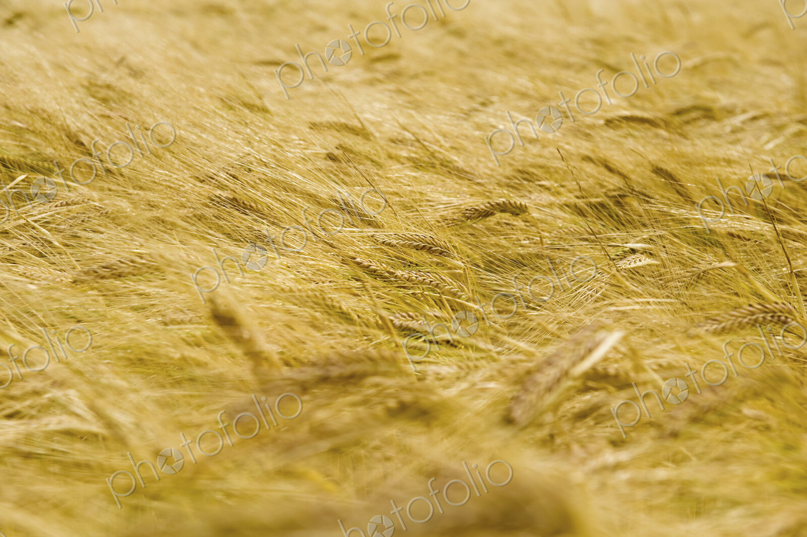 A field of ripe wheat or barley crops growing.