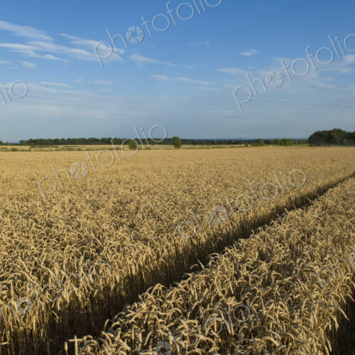 A field of ripening wheat crop. A field of ripening wheat crop.